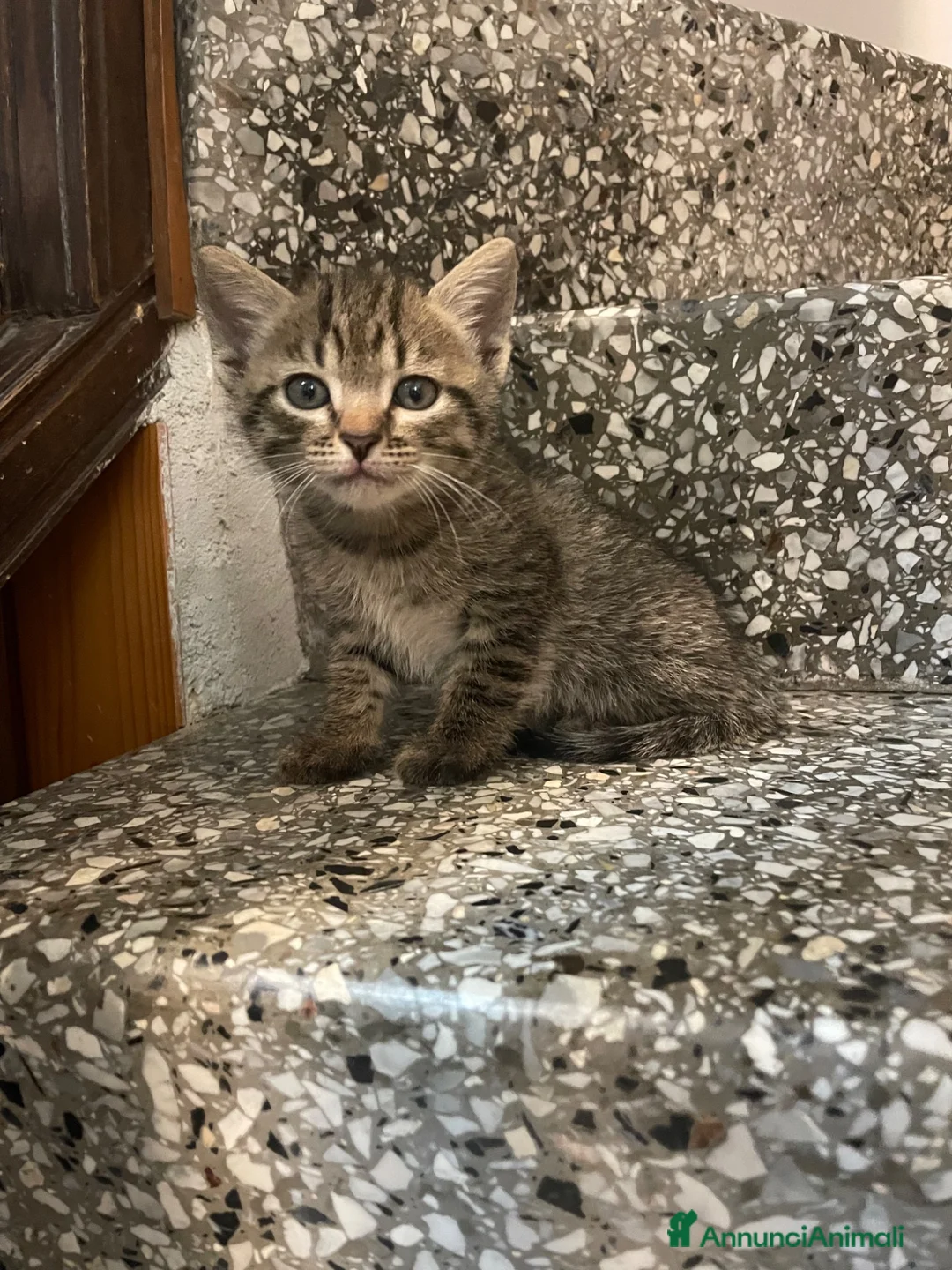 Meticcio gatti in vendita: Gattino tigrato  - Annuncio 1