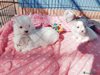 Maltese cani Cuccioli di Maltese di razza pura. - Annuncio 6