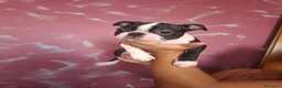 Boston Terrier cani in vendita: Disponibili 2 cuccioli maschi 3518210391  - Annuncio 3