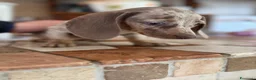 Bassotto cani in vendita: Cucciola di Bassotto - Annuncio 5