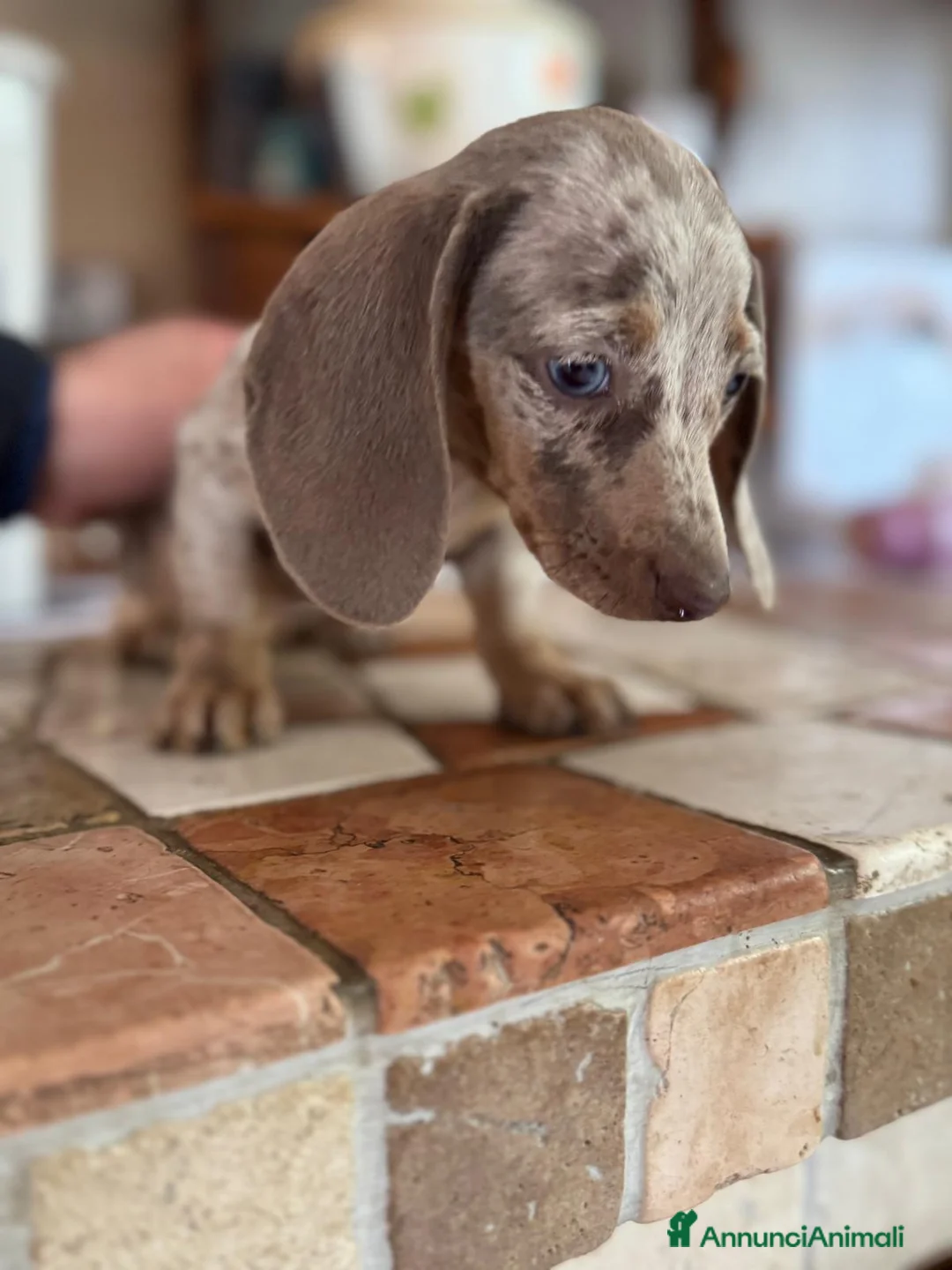 Bassotto cani in vendita: Cucciola di Bassotto - Annuncio 5