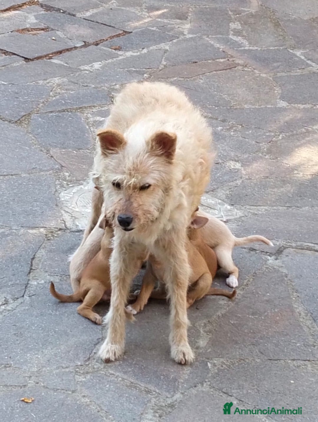 Meticcio cani in regalo: Regalo cuccioli meticci  - Annuncio 3