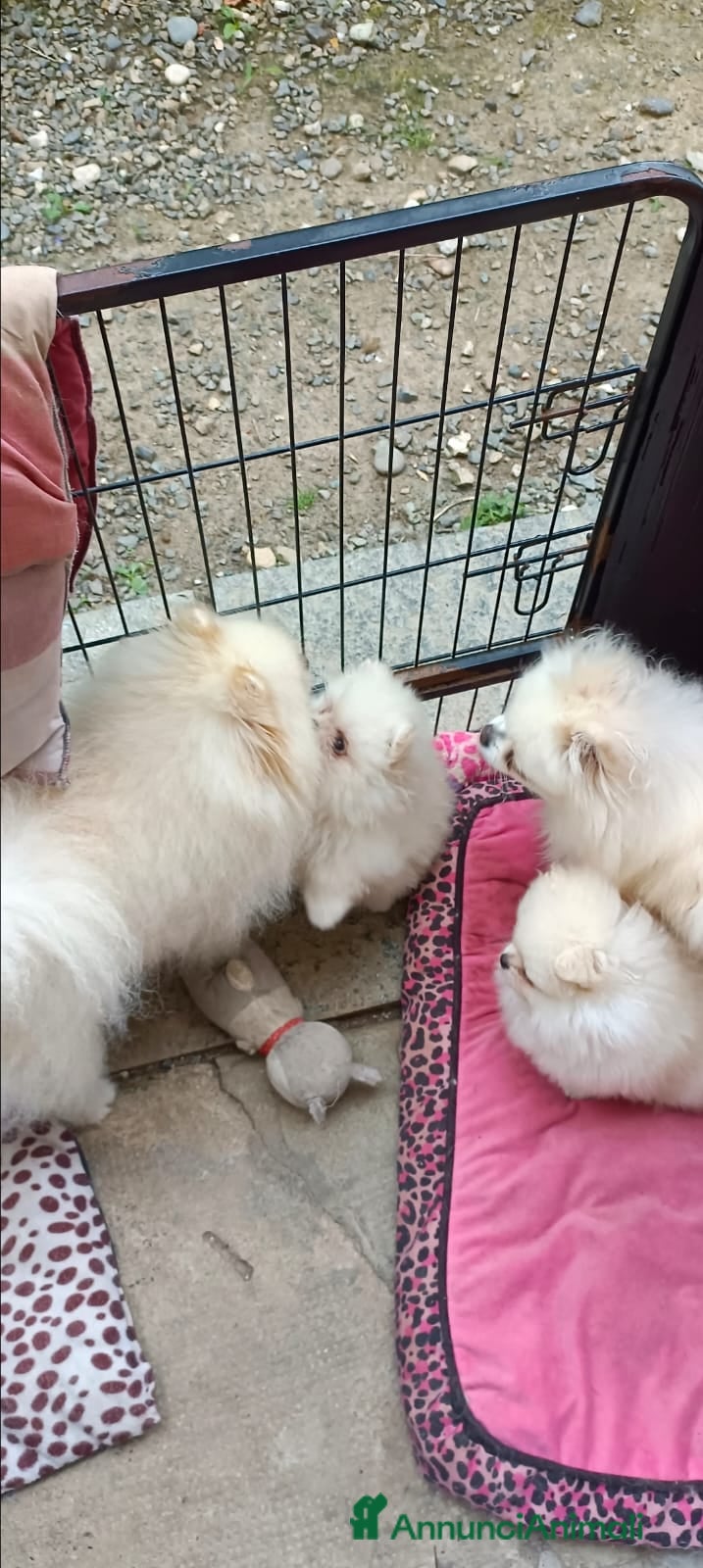 Volpino Pomerania cani Volpino di Pomerania  - Annuncio 1
