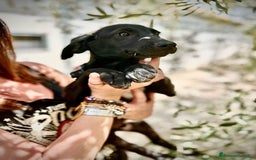 Meticcio cani in regalo: 8 cuccioli da salvare, 4 mesi: Gohan, Goku, ... a Provincia di Bergamo - Immagine 13