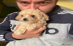 Maltese cani in vendita: Maltipoo a Provincia di Latina - Immagine 2