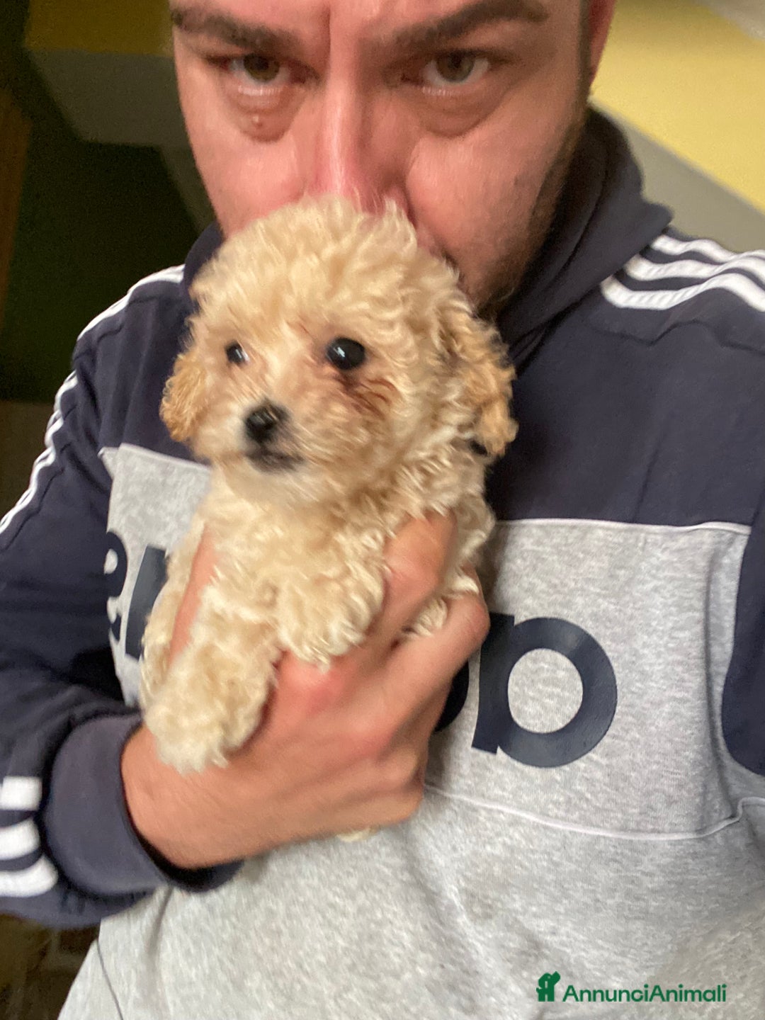 Maltese cani in vendita: Maltipoo a Provincia di Latina - Immagine 2