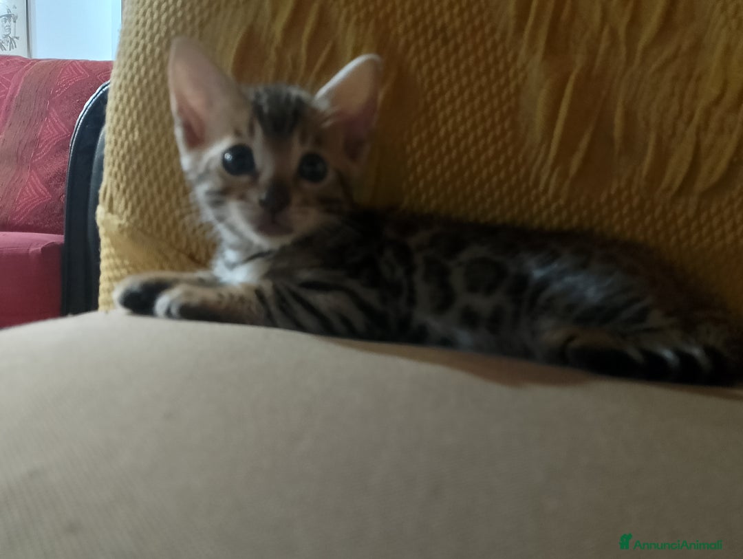 Bengala gatti in vendita: Cucciolo brown bengal a Città metropolitana di Roma Capitale - Immagine 5
