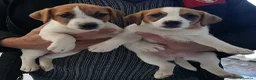 Jack Russell cani in vendita: Cuccioli di Jack Russell con pedigree - Annuncio 4