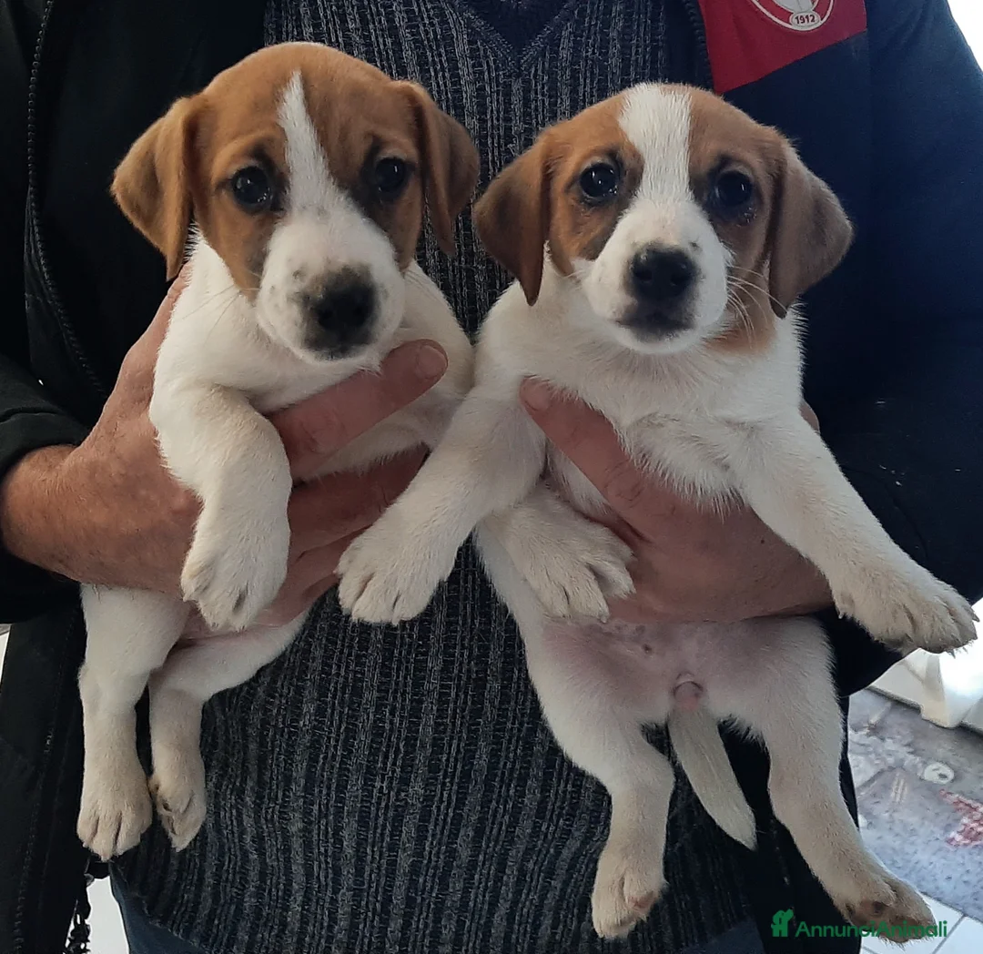 Jack Russell cani in vendita: Cuccioli di Jack Russell con pedigree - Annuncio 4