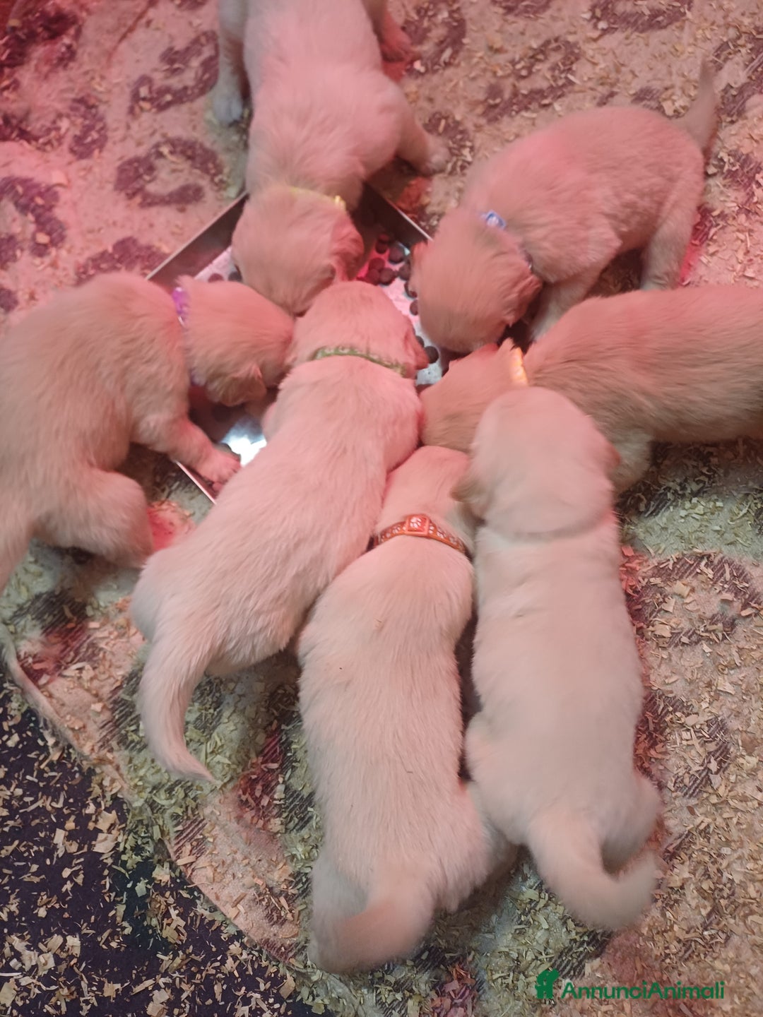 Golden Retriever cani in vendita: Golden Retriver - Annuncio 2