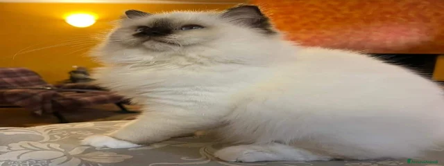 Icaro
