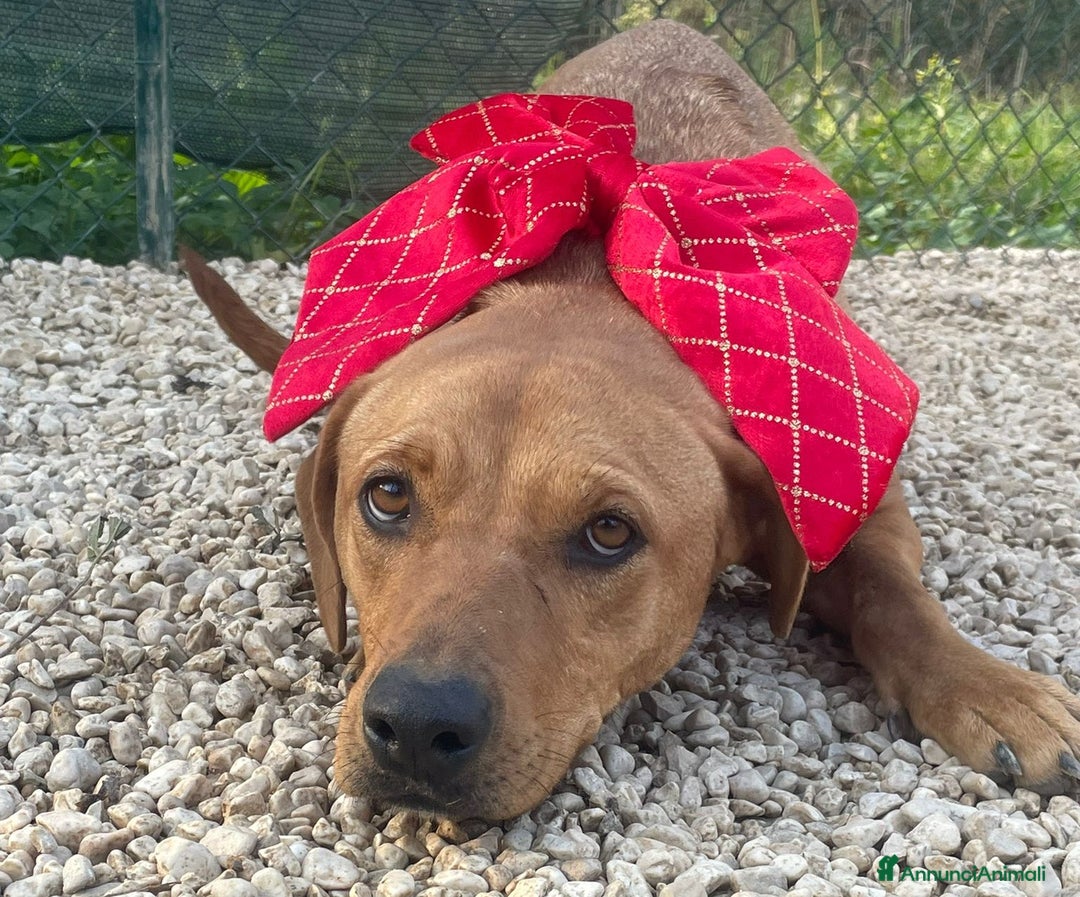 Meticcio cani in regalo: LA SPLENDIDA AMERICA - Annuncio 2