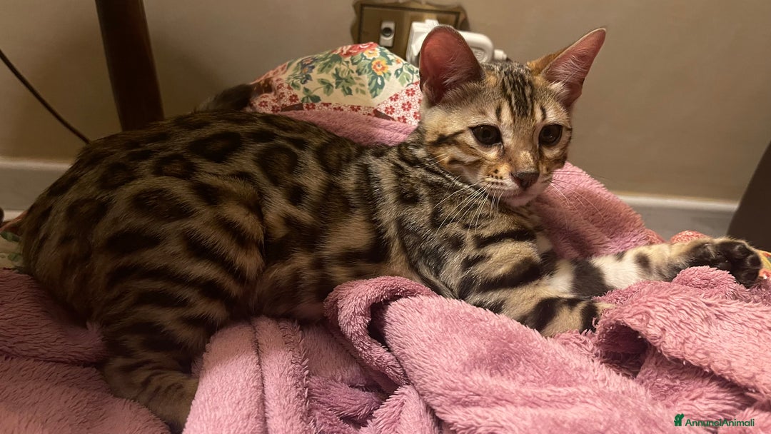 Bengala gatti in vendita: Cucciolo bengala a Provincia di Frosinone - Immagine 11