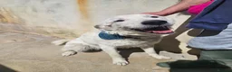 Meticcio cani in regalo: Ugo: cucciolone buonissimo con tutti  - Annuncio 4
