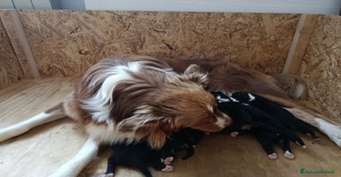 Australian Shepherd cani Vendo cuccioli black tricolor - Annuncio 7