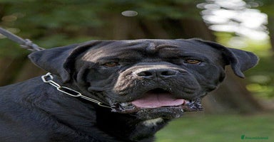 Cane Corso cani a Provincia di Cuneo - Annuncio 13