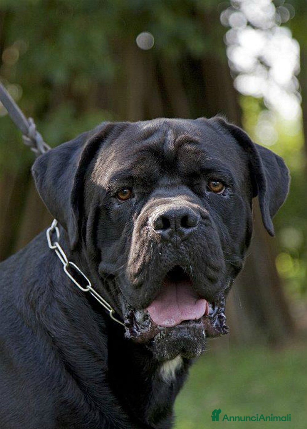 Cane Corso cani in vendita: spettacolari cuccioli di cane corso a Provincia di Cuneo - Immagine 2
