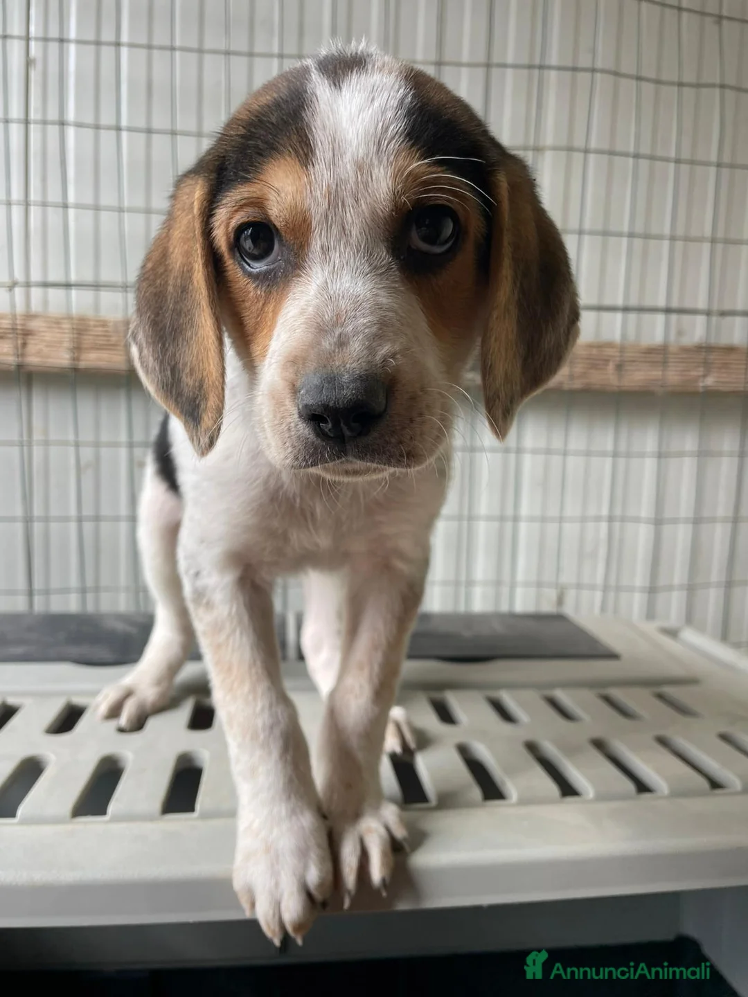 Meticcio cani in regalo: CELIA CERCA CASA - Annuncio 1