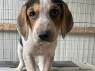 Meticcio cani CELIA CERCA CASA - Annuncio 3