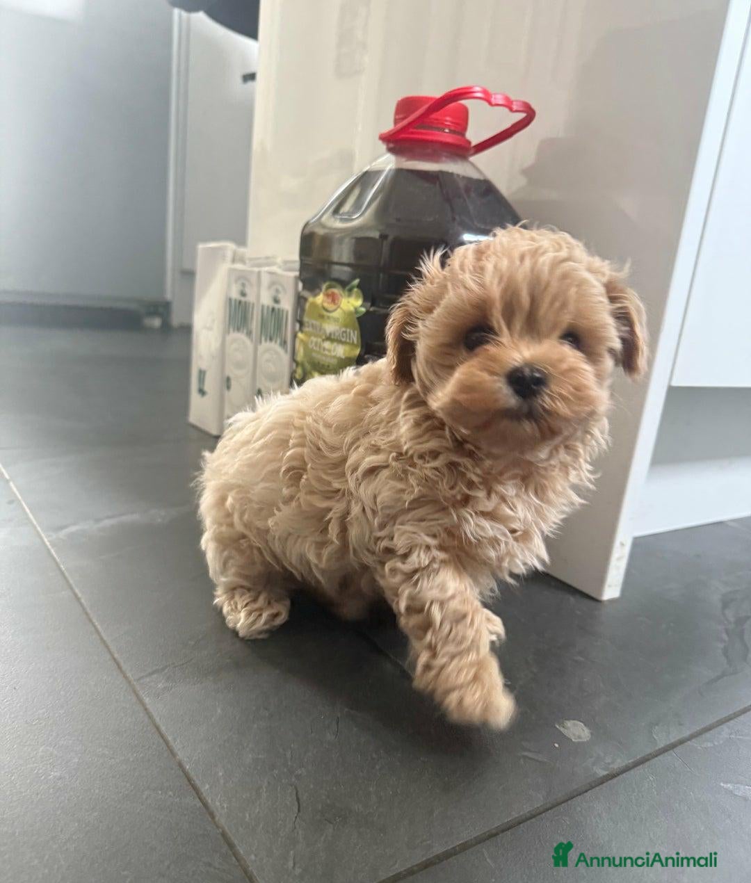 Meticcio cani in vendita: Bellissimi Maltipoo Mini F1 - Annuncio 5