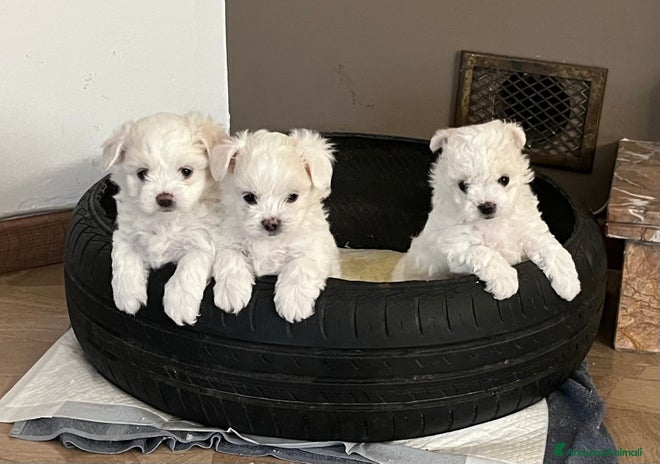 Maltese cani - Annuncio 14