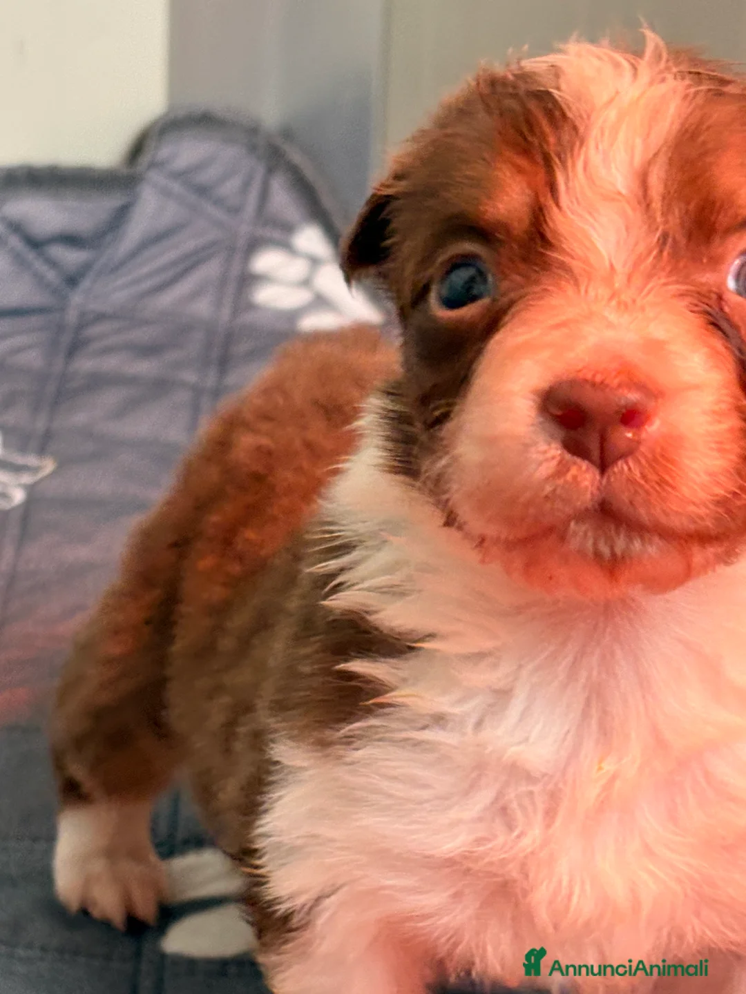 Australian Shepherd cani in vendita: Pastore australiano con pedigree - Annuncio 9