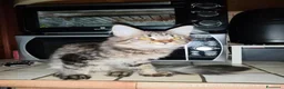 Maine Coon gatti in vendita: Dolcissimi cuccioli di Maine Coon xxl - Annuncio 13