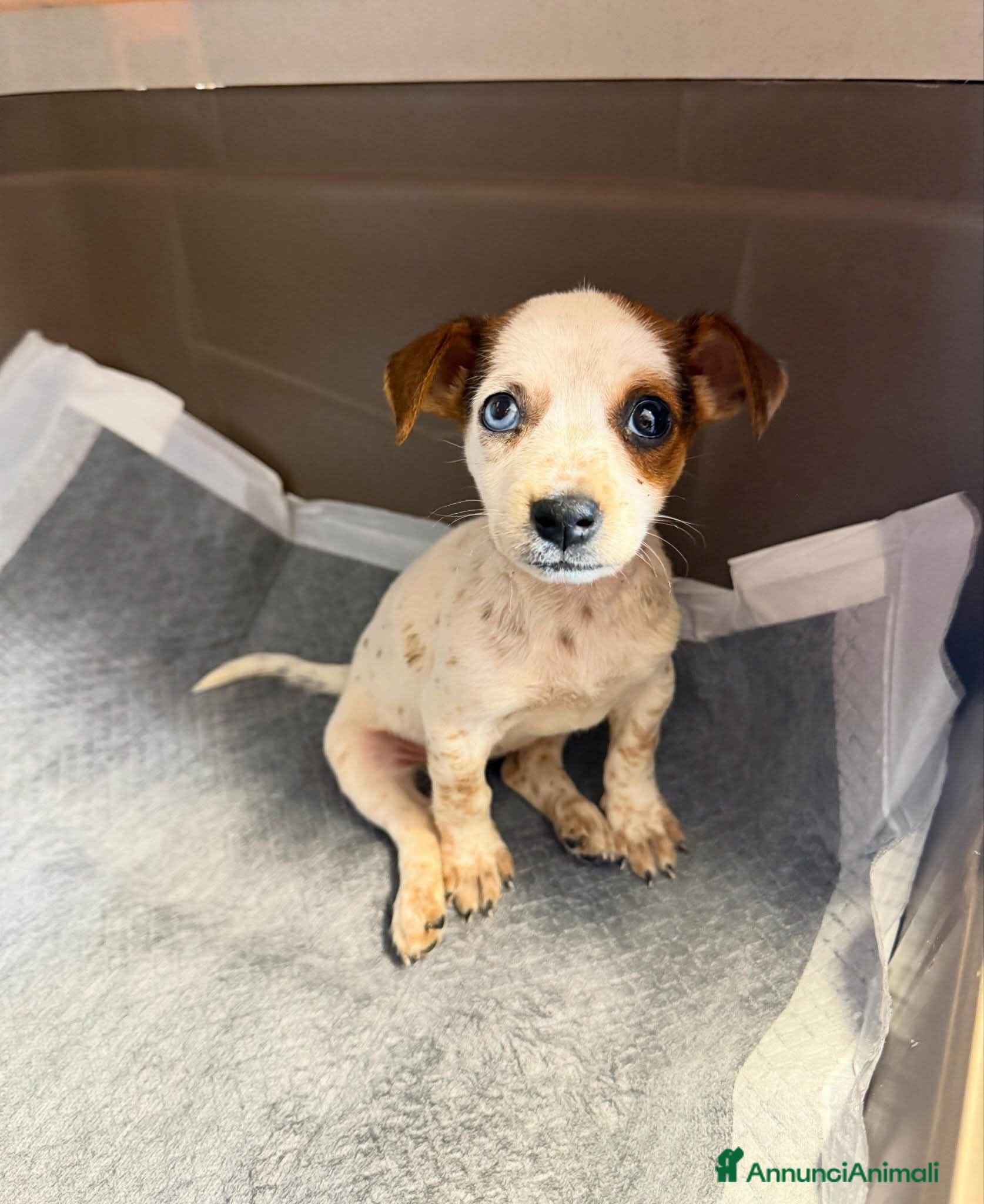 Meticcio cani Cucciola abbandonata  - Annuncio 9