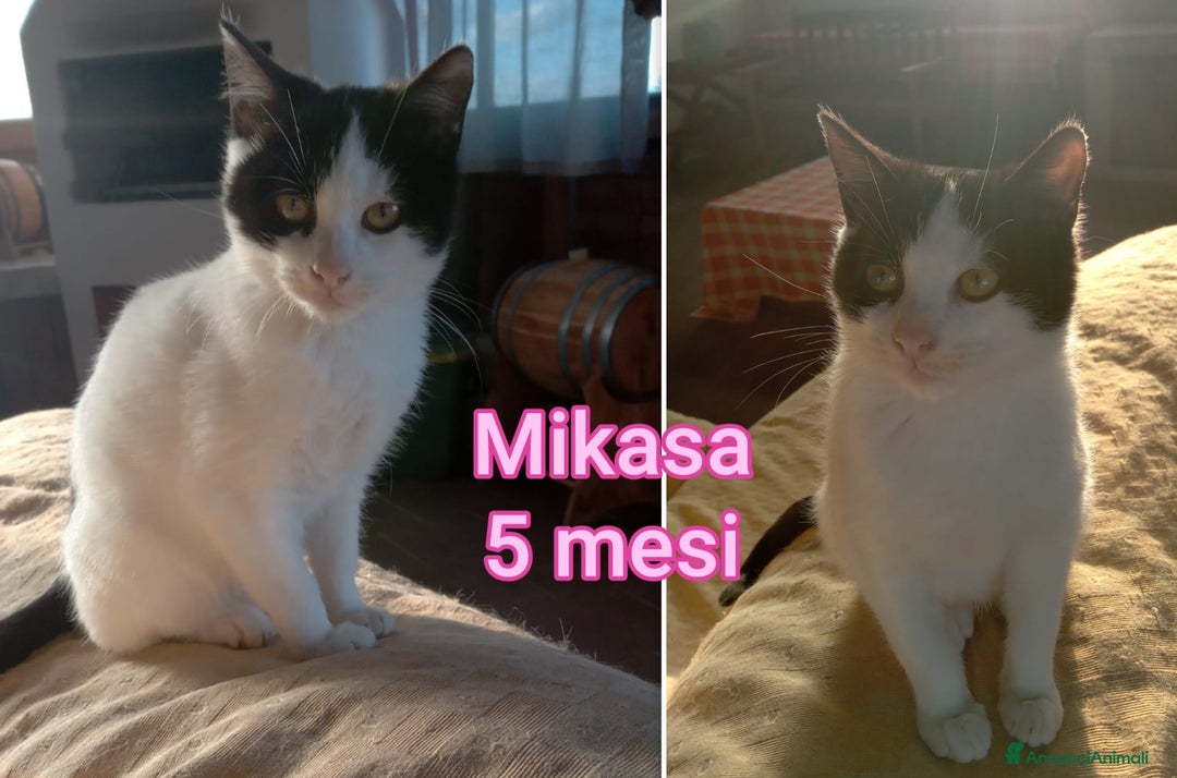 Altre razze gatti in regalo: GATTINI ADORABILI IN CERCA DI CASA  - Annuncio 2