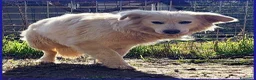 Meticcio cani in regalo: UFFA giovane e bellissima tg media - Annuncio 4