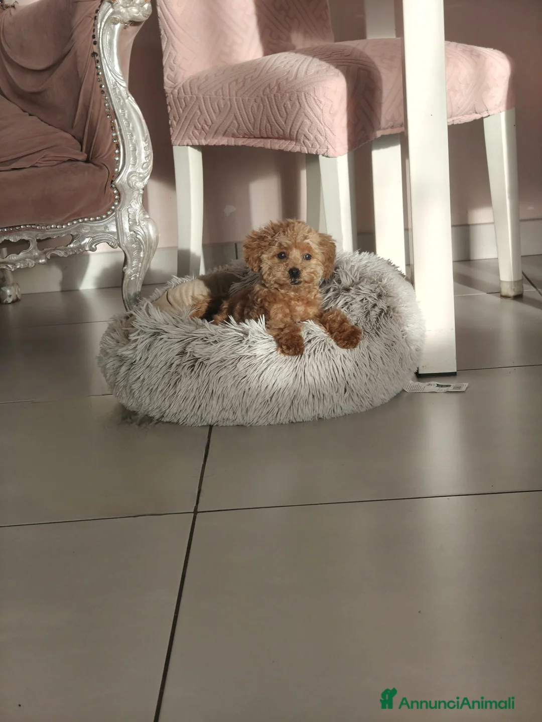 Barboncino Toy cani in vendita: Barboncino Toy albicocca  - Annuncio 1