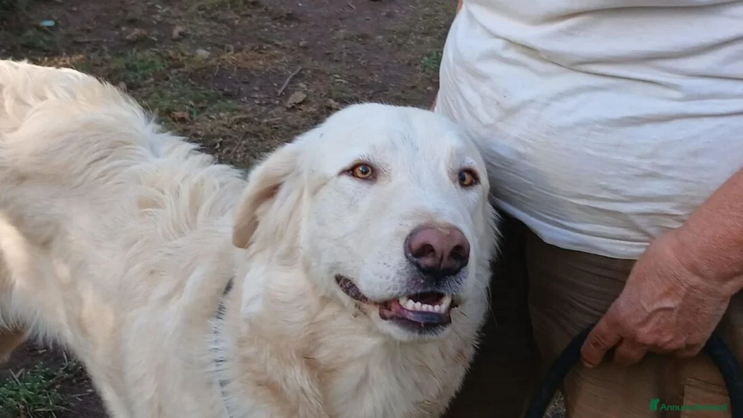 Meticcio cani in regalo: IL DOLCISSIMO OSVALDO CERCA LA SUA FAMIGLIA - Annuncio 2