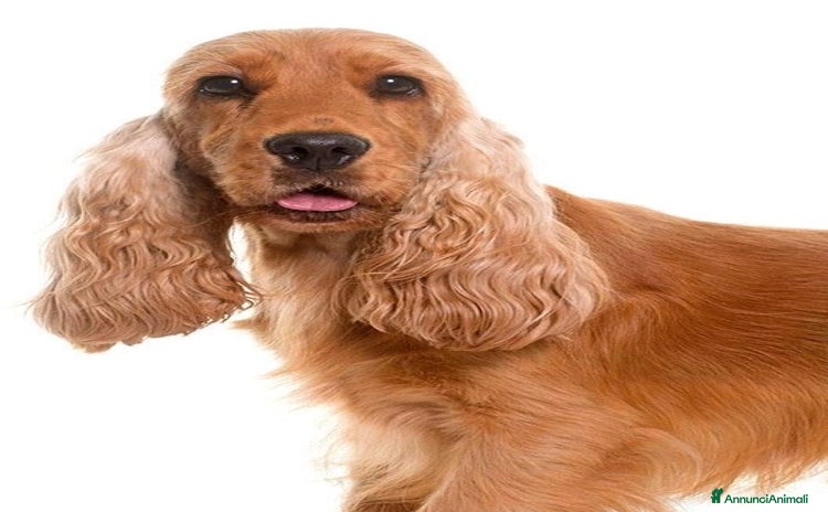 Cocker cani - Annuncio 6