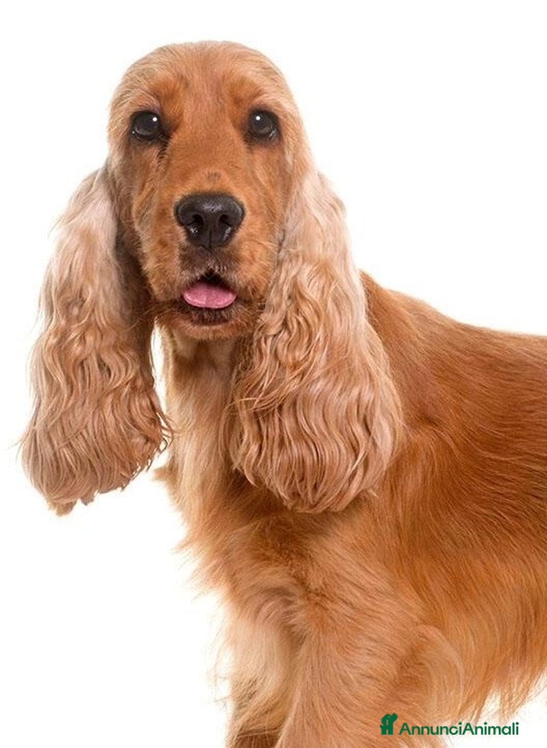 Cocker cani in vendita: Cocker spaniel - Annuncio 1