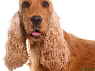 Cocker cani Cocker spaniel - Annuncio 8