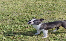 Boston Terrier cani in vendita: Cuccioloni boston terrier  a Province of Pavia - Immagine 2