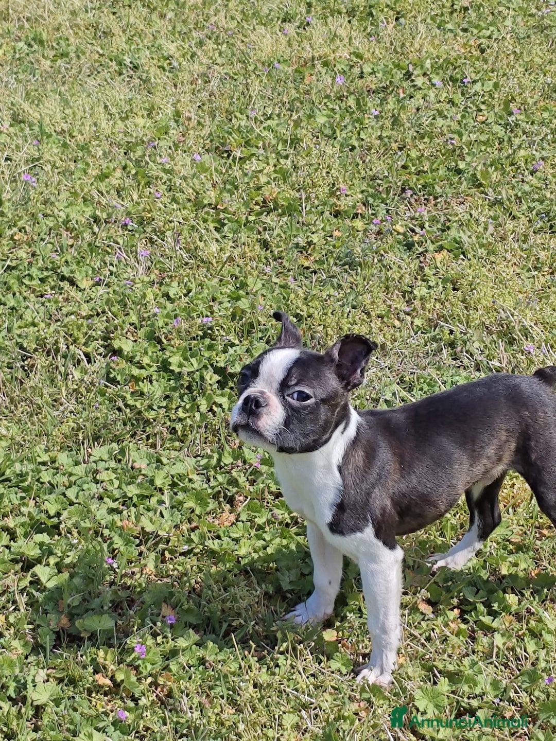 Boston Terrier cani in vendita: Cuccioloni boston terrier  a Province of Pavia - Immagine 2