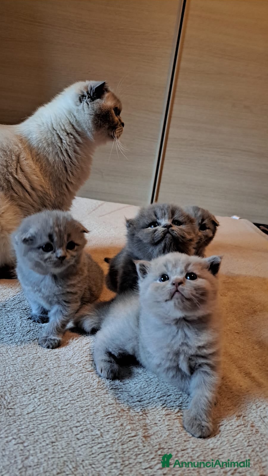Scottish gatti Gattini, cuccioli Scottish è British  - Annuncio 1