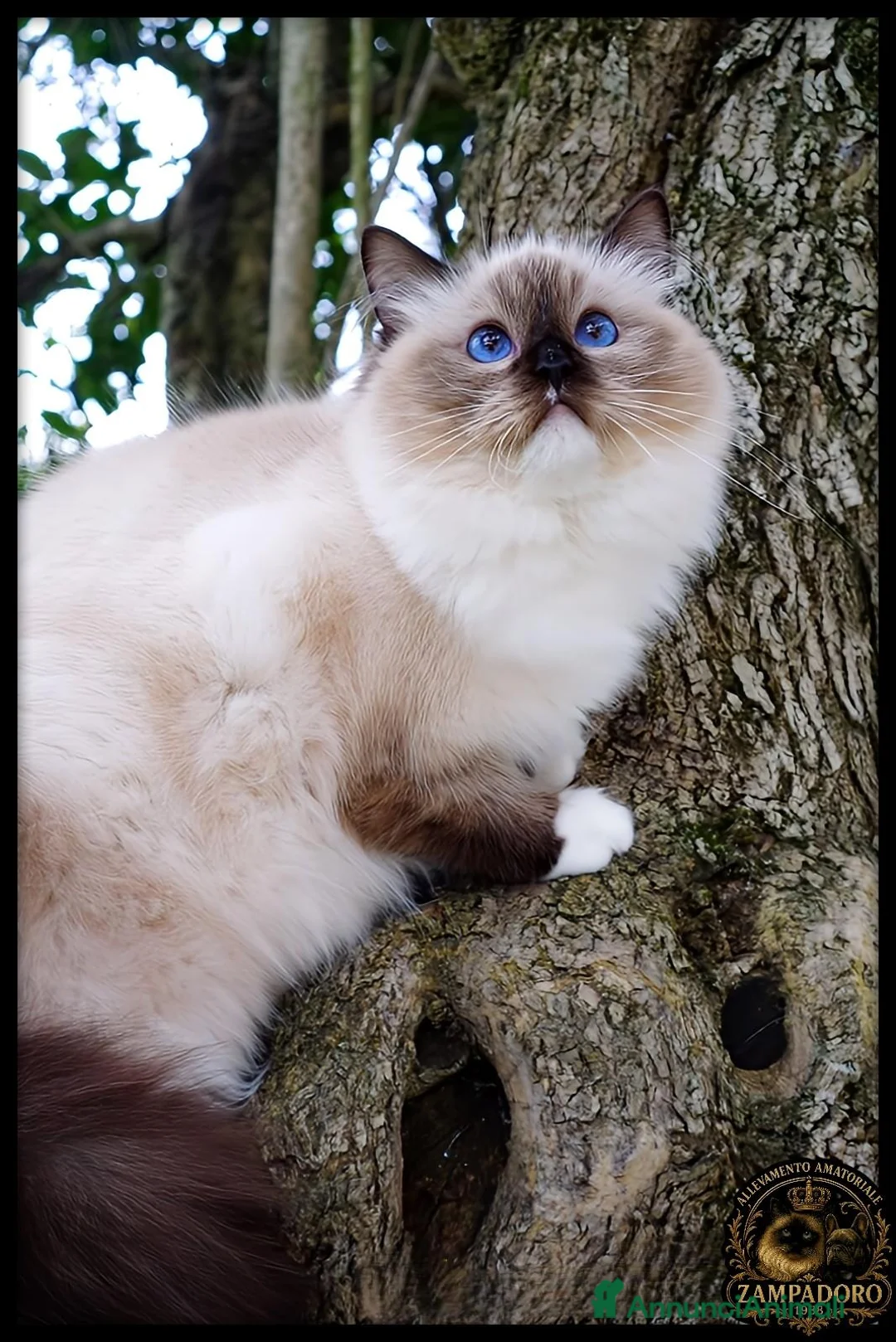 Ragdoll gatti in vendita: Ragdoll cuccioli con pedegree  - Annuncio 15