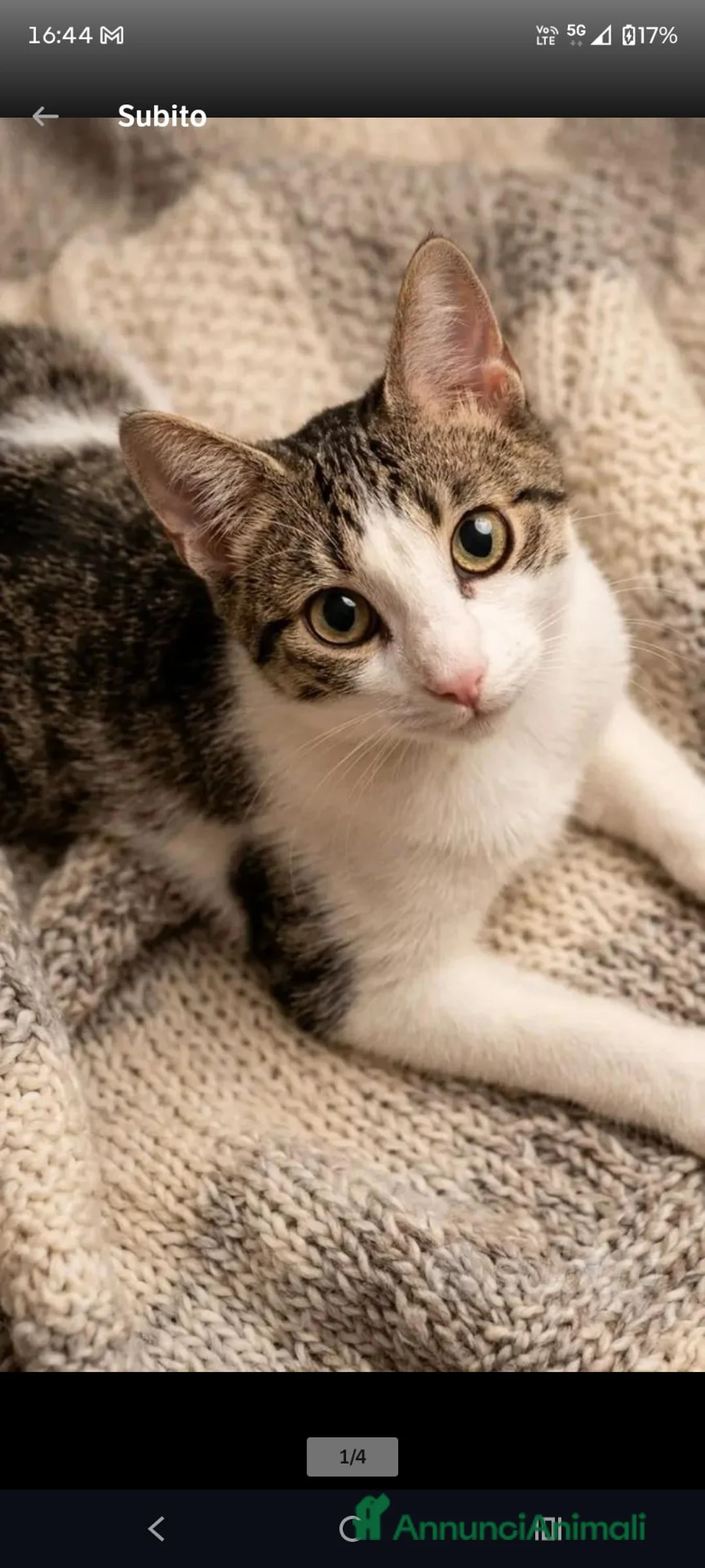 Europeo gatti in regalo: Regalasi bellissimo gattino a Provincia di Pescara - Annuncio 2