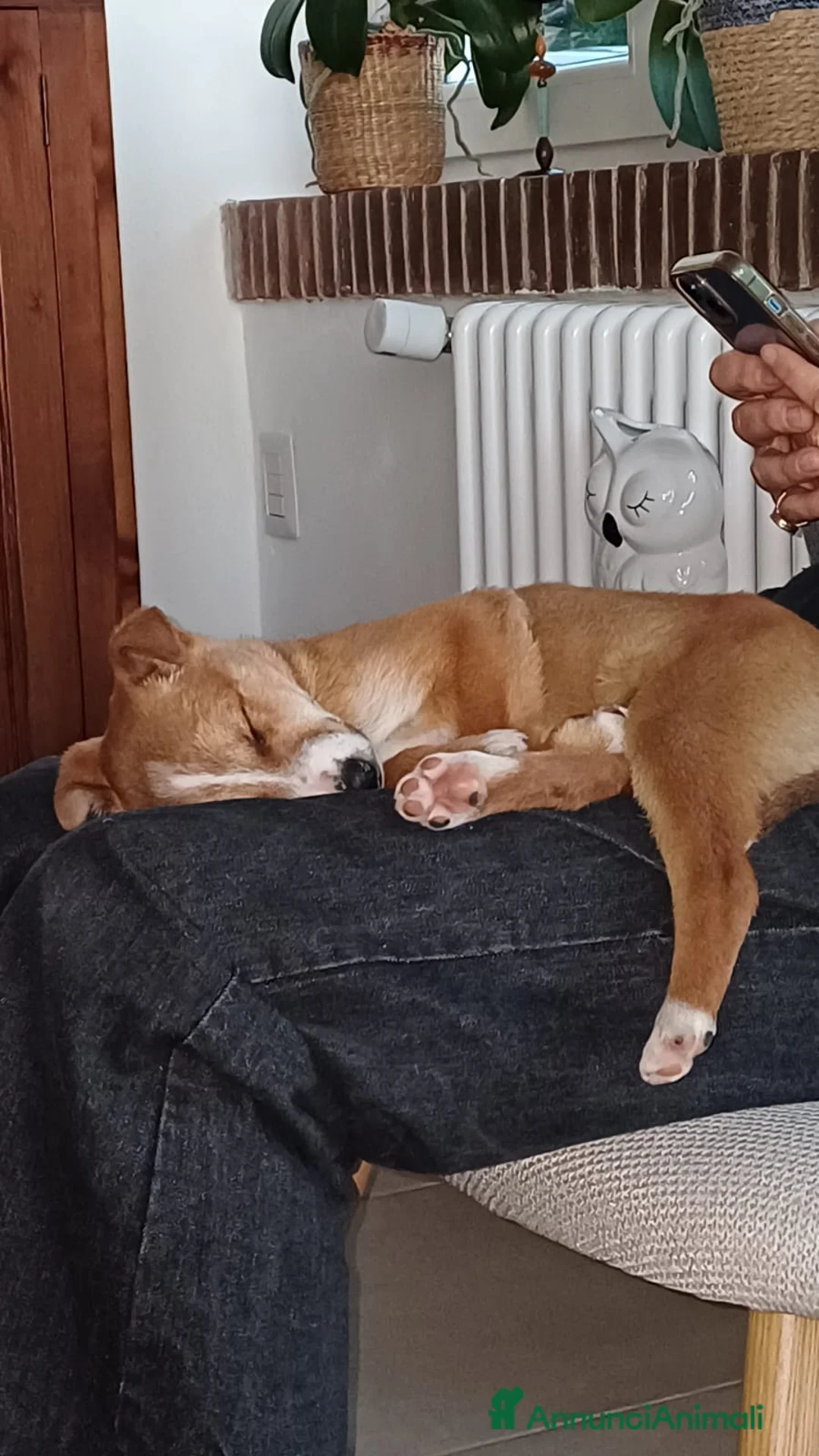 Meticcio cani in regalo: Lucky, futura taglia medio-piccola, cerca casa - Annuncio 3