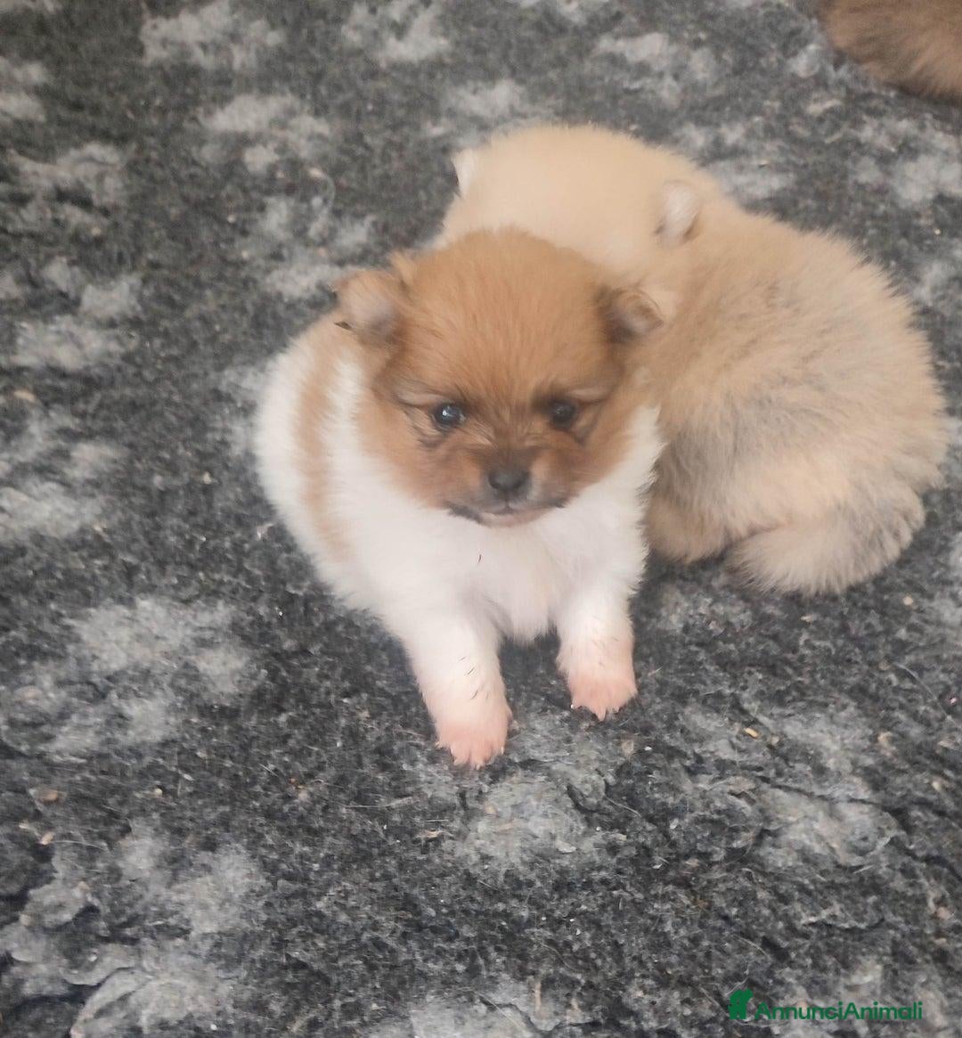 Volpino Pomerania cani in vendita: Cuccioli di Pomerania - Annuncio 9