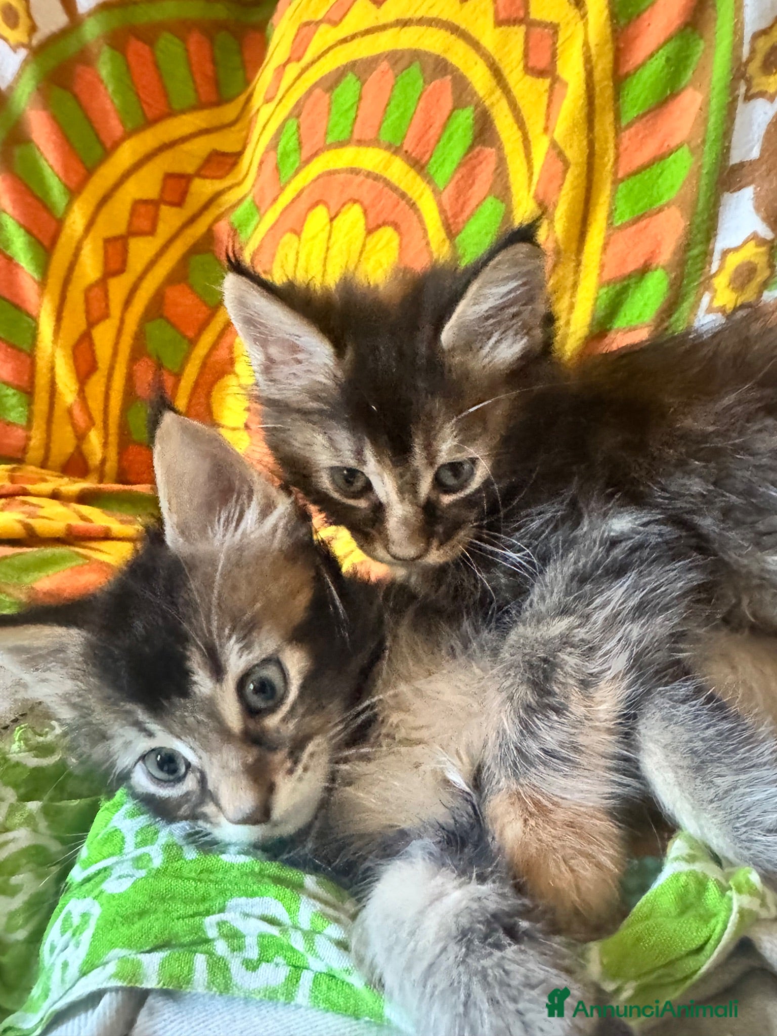 Maine Coon gatti MAINE COON SHADED PREGIATI cuccioli  - Annuncio 1