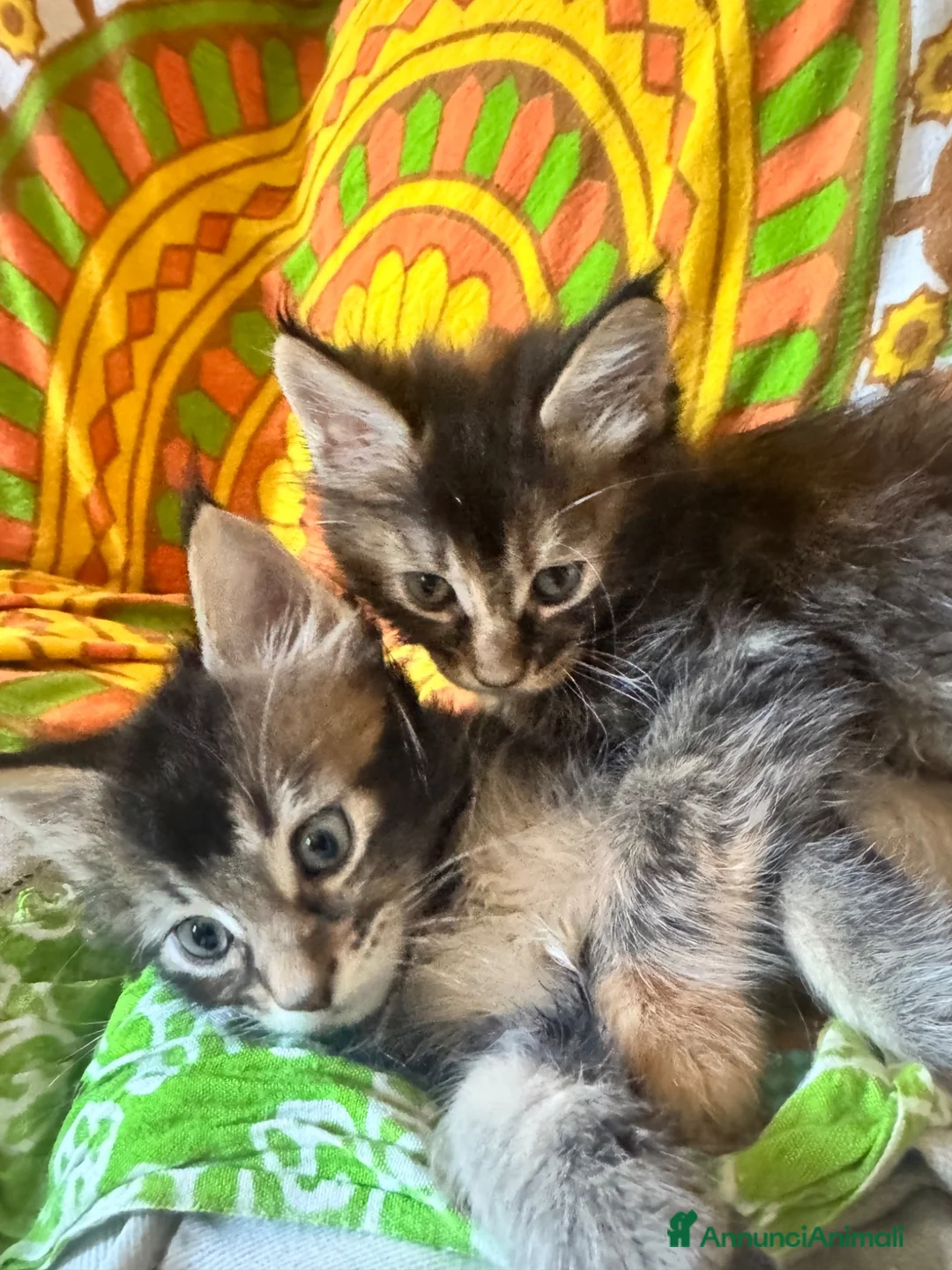 Maine Coon gatti in vendita: MAINE COON SHADED PREGIATI cuccioli  - Annuncio 1