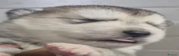 Alaskan Malamute cani in vendita: Alaskan Malamute cuccioli  - Annuncio 5