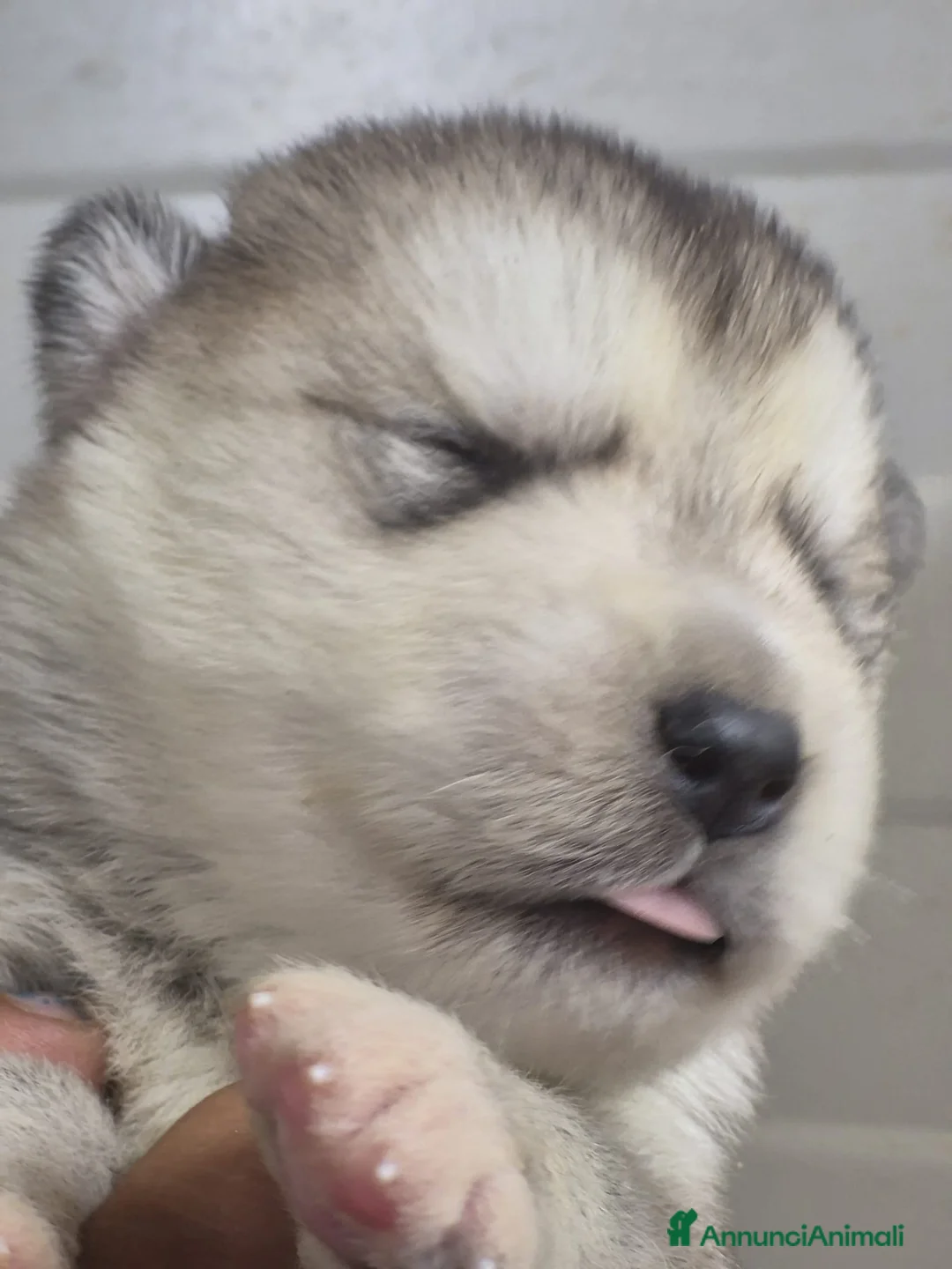 Alaskan Malamute cani in vendita: Alaskan Malamute cuccioli  - Annuncio 5