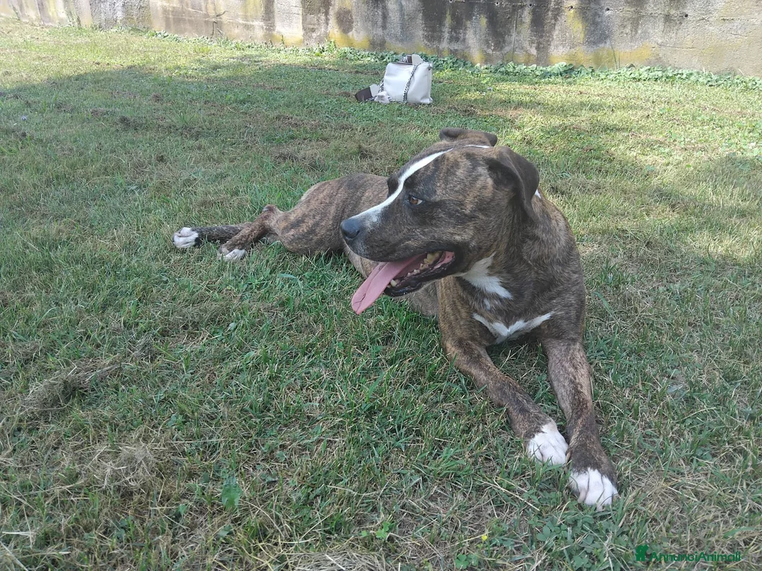 Pitbull cani in regalo: Kira cerca casa a Provincia di Varese - Annuncio 4