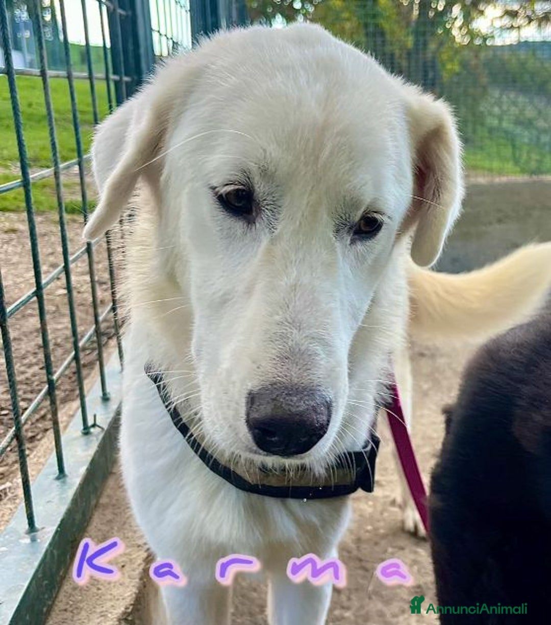 Pastore Maremmano cani in regalo: KARMA un amore di mix maremm. - Annuncio 4