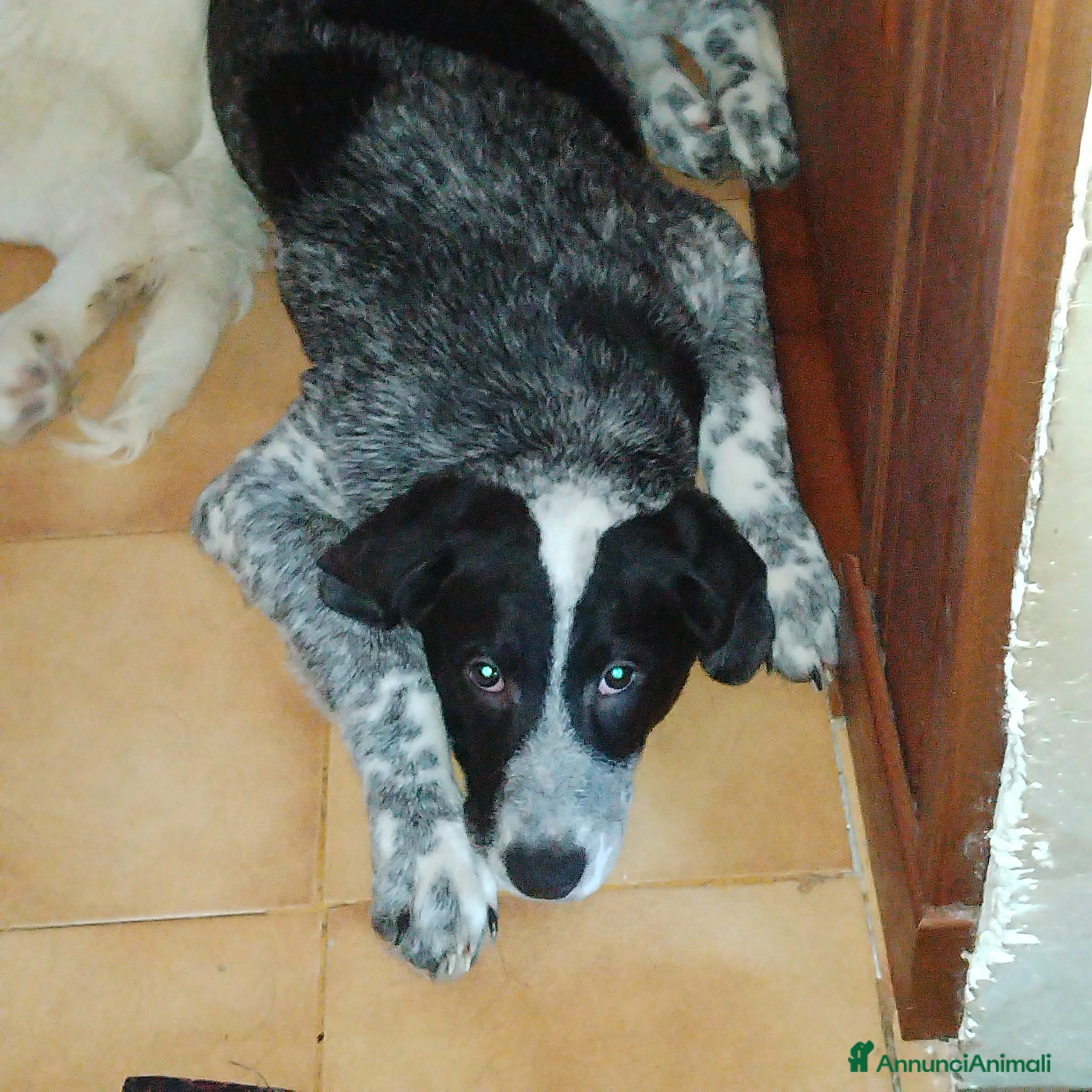 Meticcio cani Cucciolo meticcio - Annuncio 1