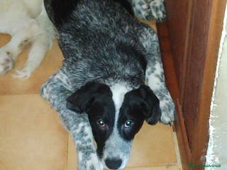 Meticcio cani Cucciolo meticcio - Annuncio 1